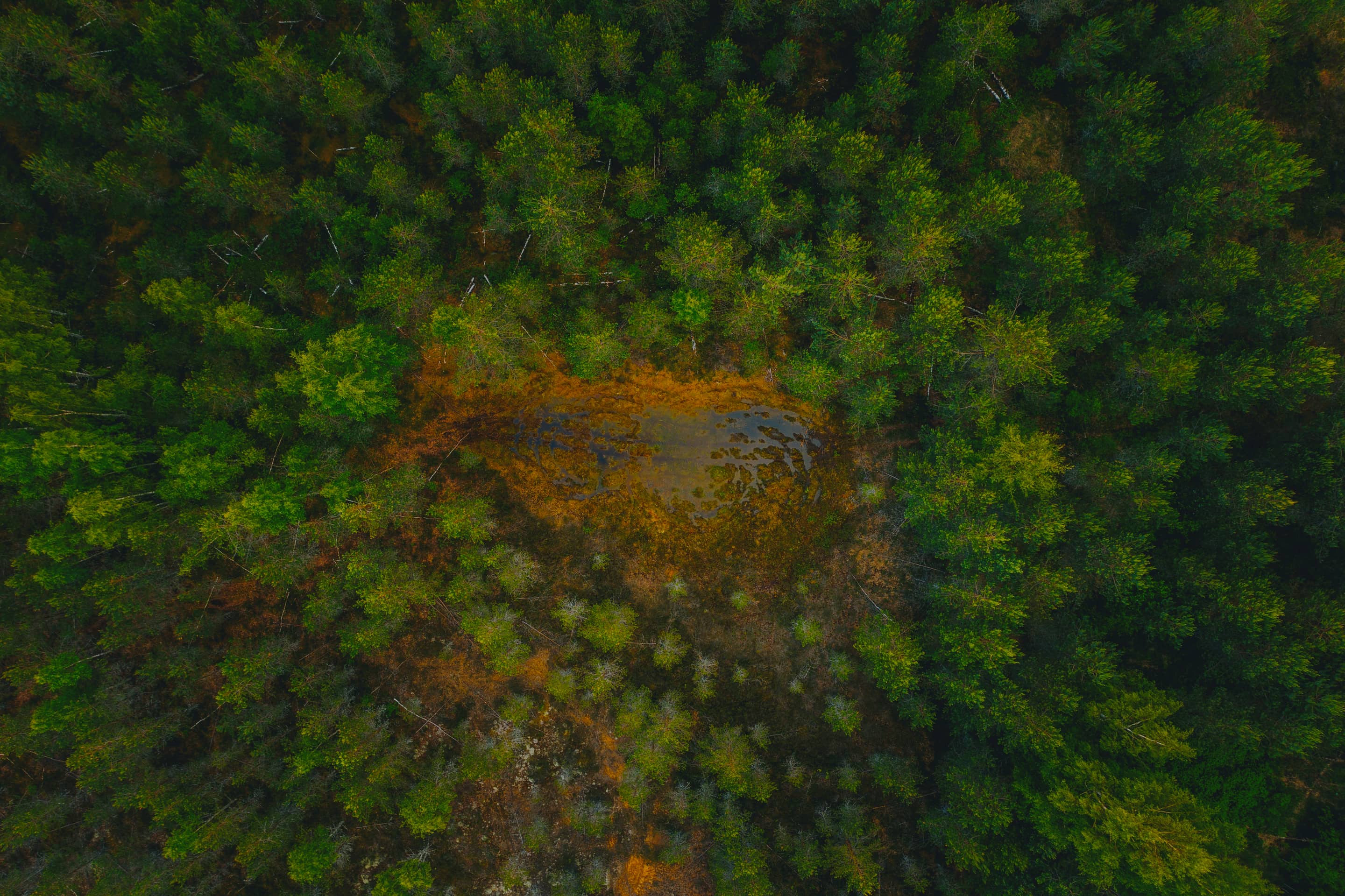 Vista aérea del dosel de un bosque con un claro húmedo al centro