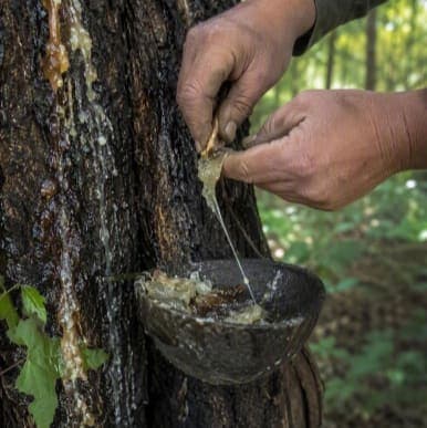 Recolección de resina de liquidámbar en el tronco de un árbol