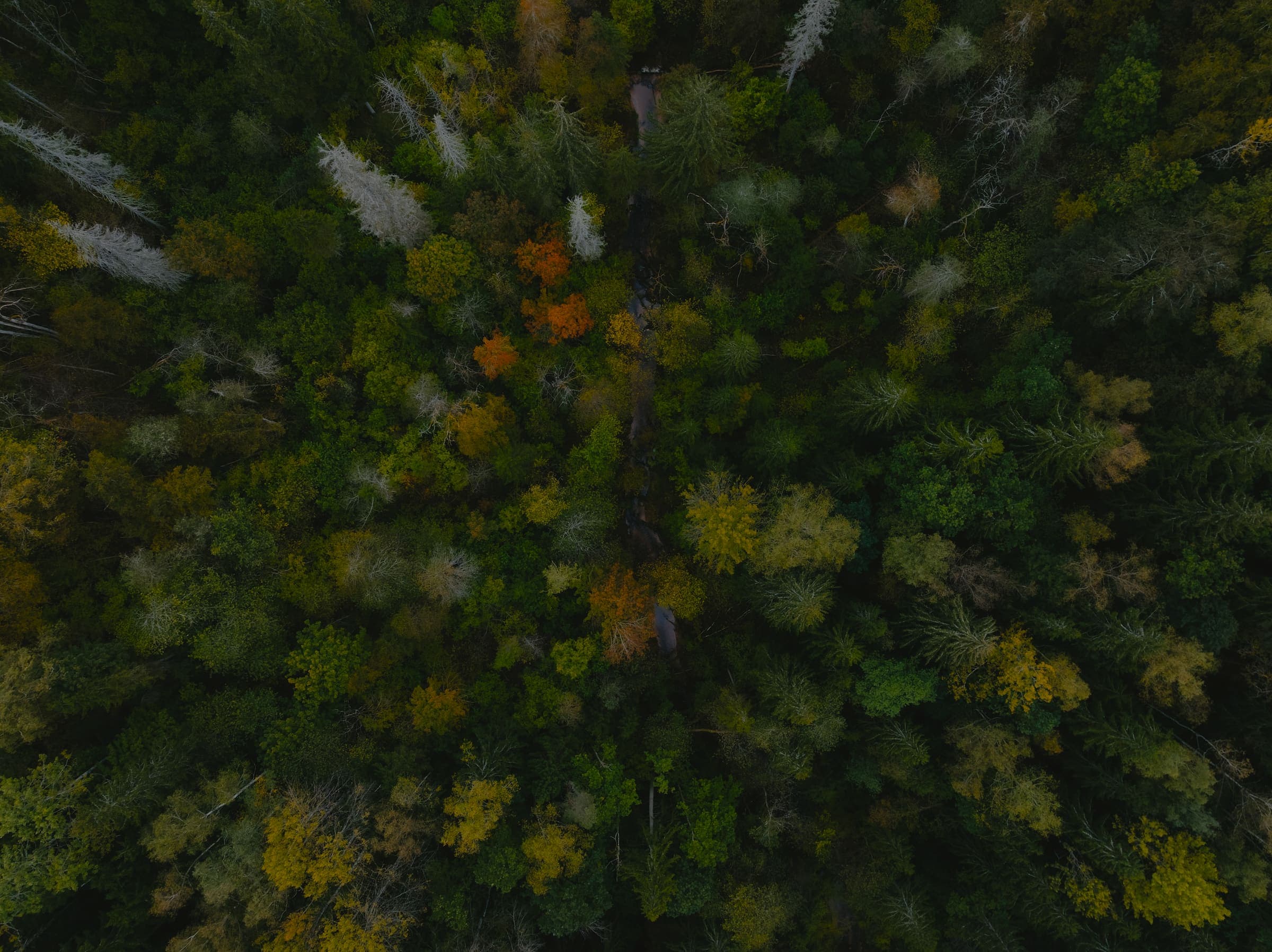 Vista aérea de un bosque con copas verdes y doradas